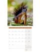 Стенен календар Ackermann Squirrels 2026 – Катерици - Ackermann - Ackermann - Жена, Мъж - Ackermann - Art12 - 9783838446318-7-thumb