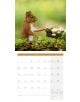 Стенен календар Ackermann Squirrels 2026 – Катерици - Ackermann - Ackermann - Жена, Мъж - Ackermann - Art12 - 9783838446318-8-thumb