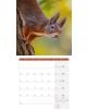 Стенен календар Ackermann Squirrels 2026 – Катерици - Ackermann - Ackermann - Жена, Мъж - Ackermann - Art12 - 9783838446318-9-thumb