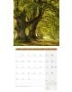 Стенен календар Ackermann Trees 2026 – Дървета - Ackermann - Ackermann - Жена, Мъж - Ackermann - Art12 - 9783838446127-10-thumb