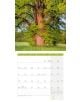 Стенен календар Ackermann Trees 2026 – Дървета - Ackermann - Ackermann - Жена, Мъж - Ackermann - Art12 - 9783838446127-6-thumb