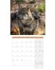 Стенен календар Ackermann Wolves 2026 – Вълци - Ackermann - Ackermann - Жена, Мъж - Ackermann - Art12 - 9783838446233-10-thumb