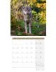 Стенен календар Ackermann Wolves 2026 – Вълци - Ackermann - Ackermann - Жена, Мъж - Ackermann - Art12 - 9783838446233-11-thumb