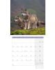 Стенен календар Ackermann Wolves 2026 – Вълци - Ackermann - Ackermann - Жена, Мъж - Ackermann - Art12 - 9783838446233-12-thumb
