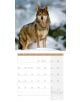 Стенен календар Ackermann Wolves 2026 – Вълци - Ackermann - Ackermann - Жена, Мъж - Ackermann - Art12 - 9783838446233-2-thumb