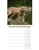 Стенен календар Ackermann Wolves 2026 – Вълци - Ackermann - Ackermann - Жена, Мъж - Ackermann - Art12 - 9783838446233-4-thumb