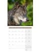 Стенен календар Ackermann Wolves 2026 – Вълци - Ackermann - Ackermann - Жена, Мъж - Ackermann - Art12 - 9783838446233-7-thumb