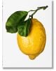 The Gourmand's Lemon - The Gourmand - Жена, Мъж - TASCHEN - 9783836585903-1-thumb