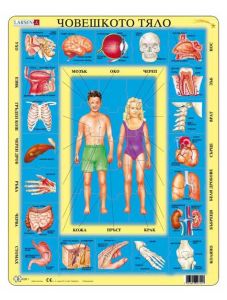 Детски пъзел Larsen: Човешкото тяло, 35 части