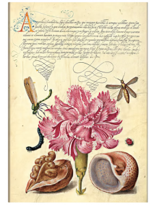 Тефтер Paperblanks - Pink Carnation, мека корица, 12 х 17.5 см.