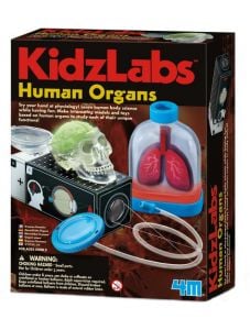 Детска лаборатория 4M - Човешките органи