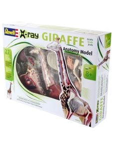 Сглобяем модел - Анатомия на жираф, Giaffe Anatomy Model