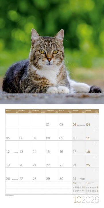 Стенен календар Ackermann Cats 2026 – Котки - Ackermann - Ackermann - Жена, Мъж - Ackermann - Art12 - 9783838446202-11