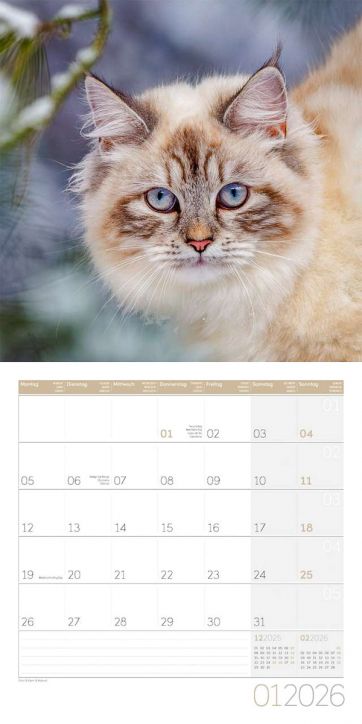 Стенен календар Ackermann Cats 2026 – Котки - Ackermann - Ackermann - Жена, Мъж - Ackermann - Art12 - 9783838446202-2