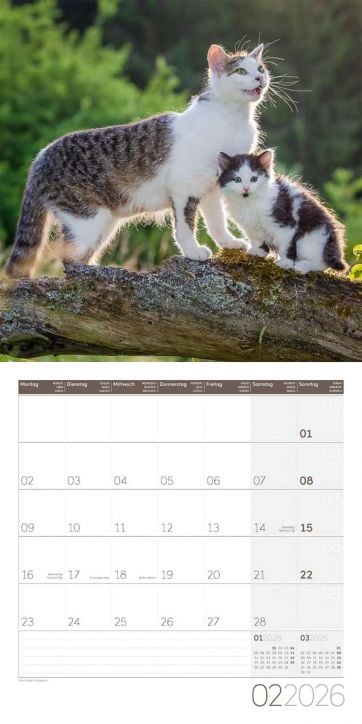 Стенен календар Ackermann Cats 2026 – Котки - Ackermann - Ackermann - Жена, Мъж - Ackermann - Art12 - 9783838446202-3