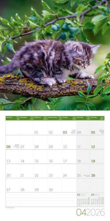 Стенен календар Ackermann Cats 2026 – Котки - Ackermann - Ackermann - Жена, Мъж - Ackermann - Art12 - 9783838446202-5