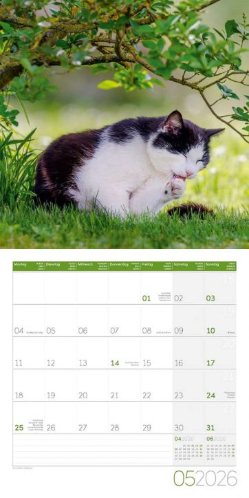 Стенен календар Ackermann Cats 2026 – Котки - Ackermann - Ackermann - Жена, Мъж - Ackermann - Art12 - 9783838446202-6