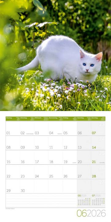 Стенен календар Ackermann Cats 2026 – Котки - Ackermann - Ackermann - Жена, Мъж - Ackermann - Art12 - 9783838446202-7