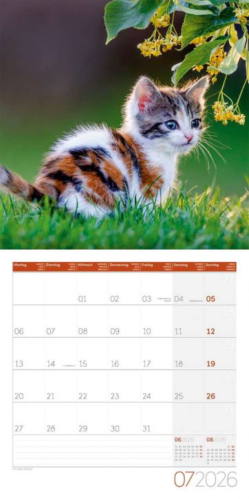 Стенен календар Ackermann Cats 2026 – Котки - Ackermann - Ackermann - Жена, Мъж - Ackermann - Art12 - 9783838446202-8