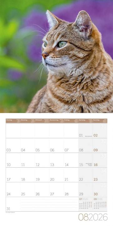 Стенен календар Ackermann Cats 2026 – Котки - Ackermann - Ackermann - Жена, Мъж - Ackermann - Art12 - 9783838446202-9