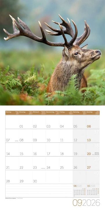 Стенен календар Ackermann German Wildlife 2026 – Диви животни в Германия - Ackermann - Ackermann - Жена, Мъж - Ackermann - Art12 - 9783838446264-10