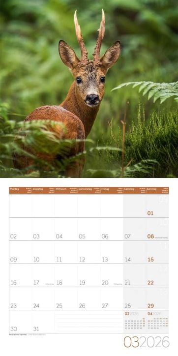 Стенен календар Ackermann German Wildlife 2026 – Диви животни в Германия - Ackermann - Ackermann - Жена, Мъж - Ackermann - Art12 - 9783838446264-4