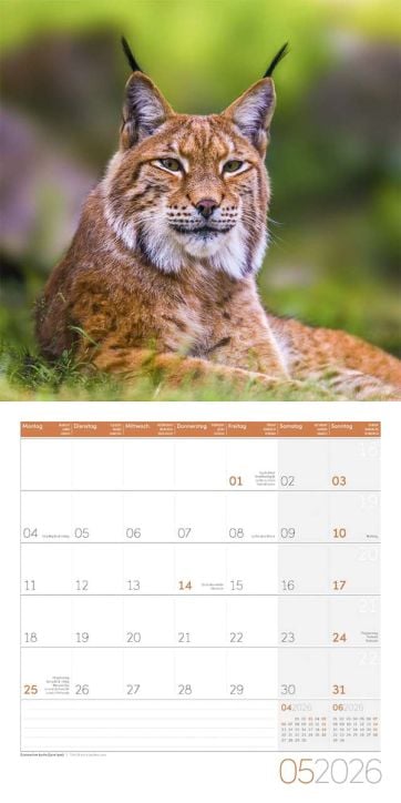 Стенен календар Ackermann German Wildlife 2026 – Диви животни в Германия - Ackermann - Ackermann - Жена, Мъж - Ackermann - Art12 - 9783838446264-6