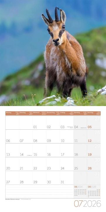 Стенен календар Ackermann German Wildlife 2026 – Диви животни в Германия - Ackermann - Ackermann - Жена, Мъж - Ackermann - Art12 - 9783838446264-8