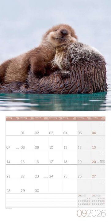 Морска видра плува на гърба си с кученце, под надписа "Стенен календар Ackermann Otters 2026 - Видри". Този вертикален календар визуализира август и октомври, което го прави идеален като вертикален стенен календар.-10