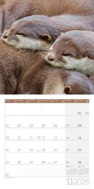 Стенен календар Ackermann Otters 2026 - Видри: вертикален календар за 2026 г. С очарователна снимка на три сгушени, спящи видри и семпъл месечен календар под изображението.-12