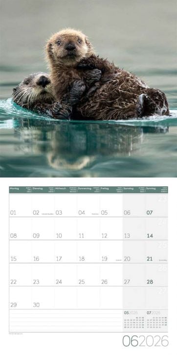 Два видари плуват в спокойна вода, възрастен с малко, над Стенен календар Ackermann Otters 2026 - Видри за юни 2026 г., показващ дните и седмиците на английски и немски език. Перфектен избор за вашата колекция от календар за 2026 г.-7