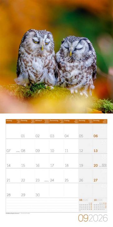 Стенен календар Ackermann Owls 2026 – Бухали - Ackermann - Ackermann - Жена, Мъж - Ackermann - Art12 - 9783838446240-10