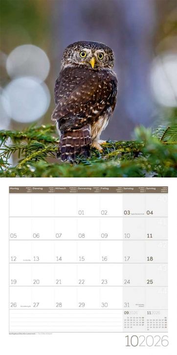 Стенен календар Ackermann Owls 2026 – Бухали - Ackermann - Ackermann - Жена, Мъж - Ackermann - Art12 - 9783838446240-11