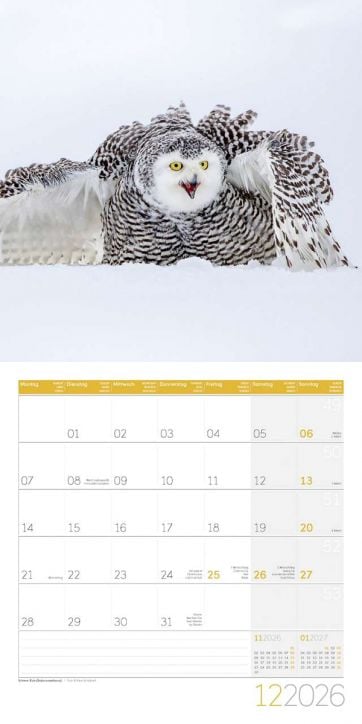 Стенен календар Ackermann Owls 2026 – Бухали - Ackermann - Ackermann - Жена, Мъж - Ackermann - Art12 - 9783838446240-13