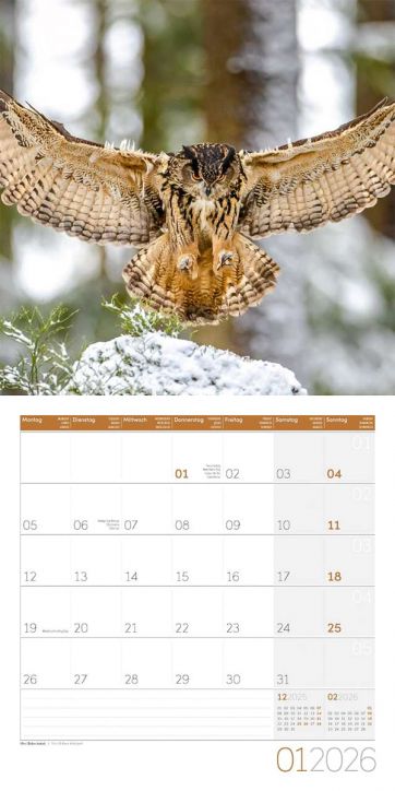 Стенен календар Ackermann Owls 2026 – Бухали - Ackermann - Ackermann - Жена, Мъж - Ackermann - Art12 - 9783838446240-2