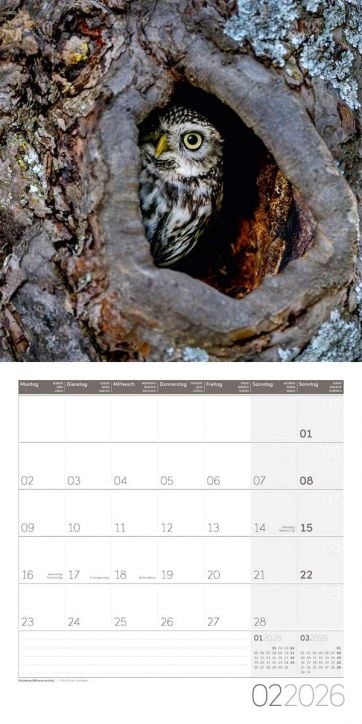 Стенен календар Ackermann Owls 2026 – Бухали - Ackermann - Ackermann - Жена, Мъж - Ackermann - Art12 - 9783838446240-3