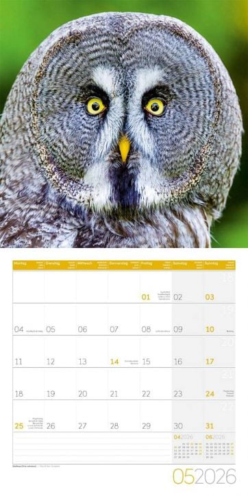 Стенен календар Ackermann Owls 2026 – Бухали - Ackermann - Ackermann - Жена, Мъж - Ackermann - Art12 - 9783838446240-6