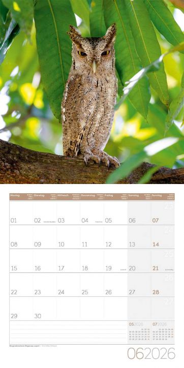 Стенен календар Ackermann Owls 2026 – Бухали - Ackermann - Ackermann - Жена, Мъж - Ackermann - Art12 - 9783838446240-7