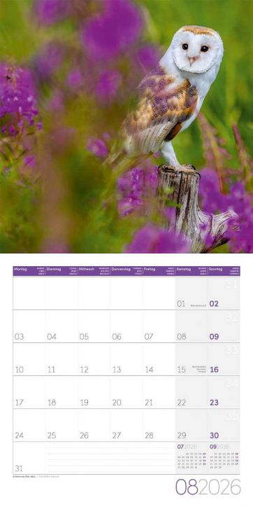 Стенен календар Ackermann Owls 2026 – Бухали - Ackermann - Ackermann - Жена, Мъж - Ackermann - Art12 - 9783838446240-9