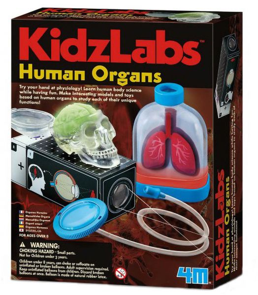 Детска лаборатория 4M - Човешките органи - 4M - 4M - Момиче, Момче - 4M - Kids Labs - 4893156033741-1