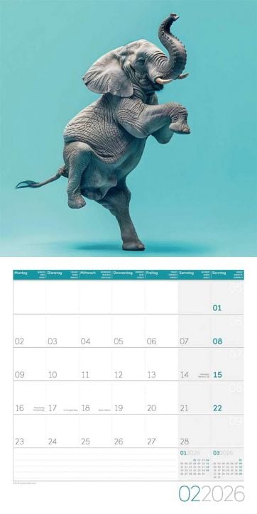 Стенен календар Ackermann Dancing Animals 2026 - Танцуващи животни за февруари с изображение на слон на задни крака и календарна решетка с дните на немски.-3