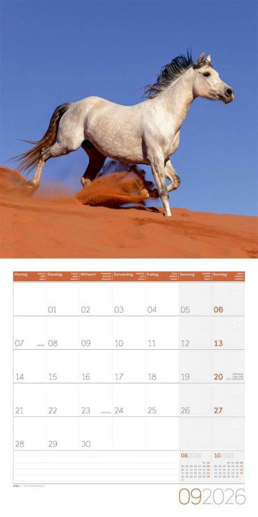 Стенен календар Ackermann Horses 2026 – Коне - Ackermann - Ackermann - Жена, Мъж - Ackermann - Art12 - 9783838446219-10