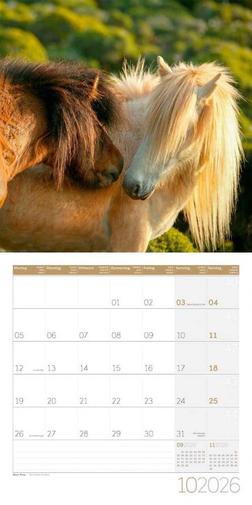 Стенен календар Ackermann Horses 2026 – Коне - Ackermann - Ackermann - Жена, Мъж - Ackermann - Art12 - 9783838446219-11