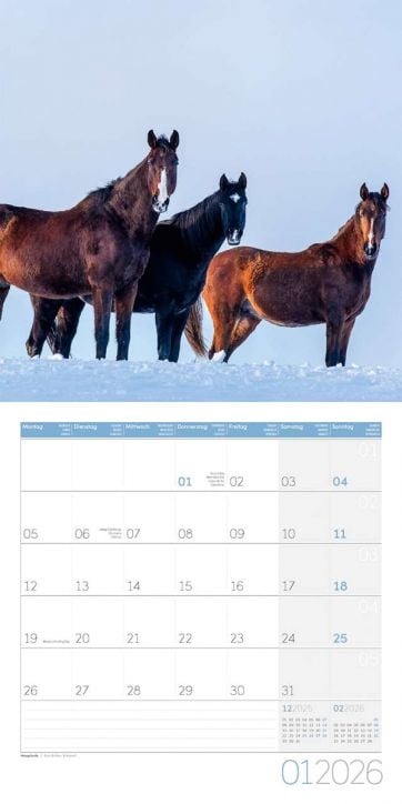 Стенен календар Ackermann Horses 2026 – Коне - Ackermann - Ackermann - Жена, Мъж - Ackermann - Art12 - 9783838446219-2