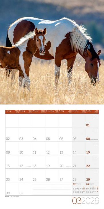 Стенен календар Ackermann Horses 2026 – Коне - Ackermann - Ackermann - Жена, Мъж - Ackermann - Art12 - 9783838446219-4