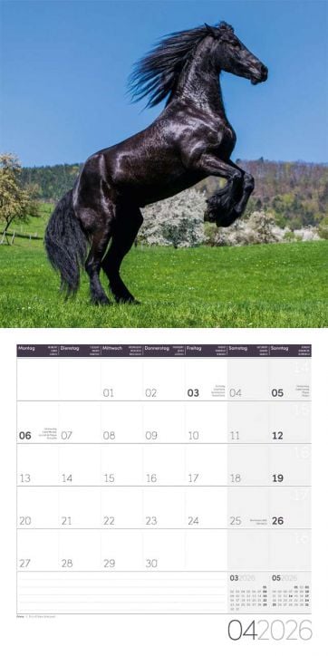 Стенен календар Ackermann Horses 2026 – Коне - Ackermann - Ackermann - Жена, Мъж - Ackermann - Art12 - 9783838446219-5