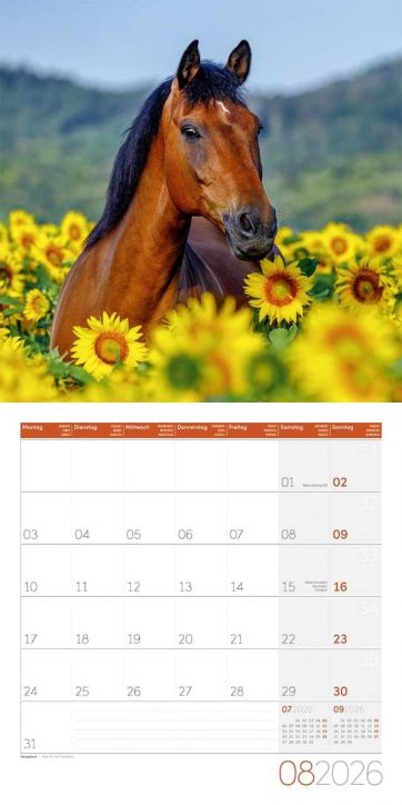 Стенен календар Ackermann Horses 2026 – Коне - Ackermann - Ackermann - Жена, Мъж - Ackermann - Art12 - 9783838446219-9