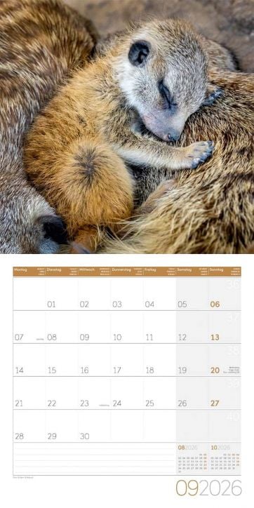 Стенен календар Ackermann Meerkats 2026 – Сурикати - Ackermann - Ackermann - Жена, Мъж - Ackermann - Art12 - 9783838446325-10