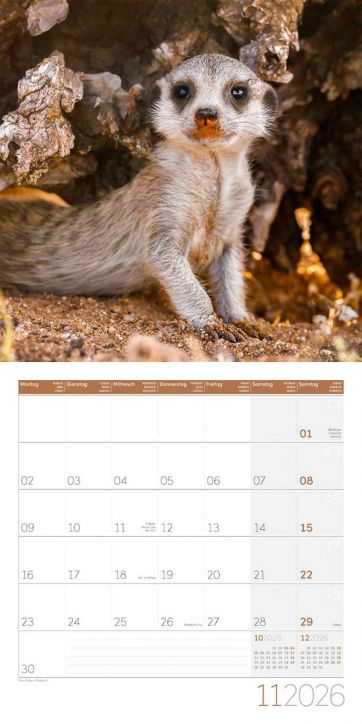 Стенен календар Ackermann Meerkats 2026 – Сурикати - Ackermann - Ackermann - Жена, Мъж - Ackermann - Art12 - 9783838446325-12