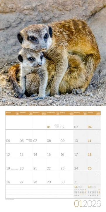 Стенен календар Ackermann Meerkats 2026 – Сурикати - Ackermann - Ackermann - Жена, Мъж - Ackermann - Art12 - 9783838446325-2
